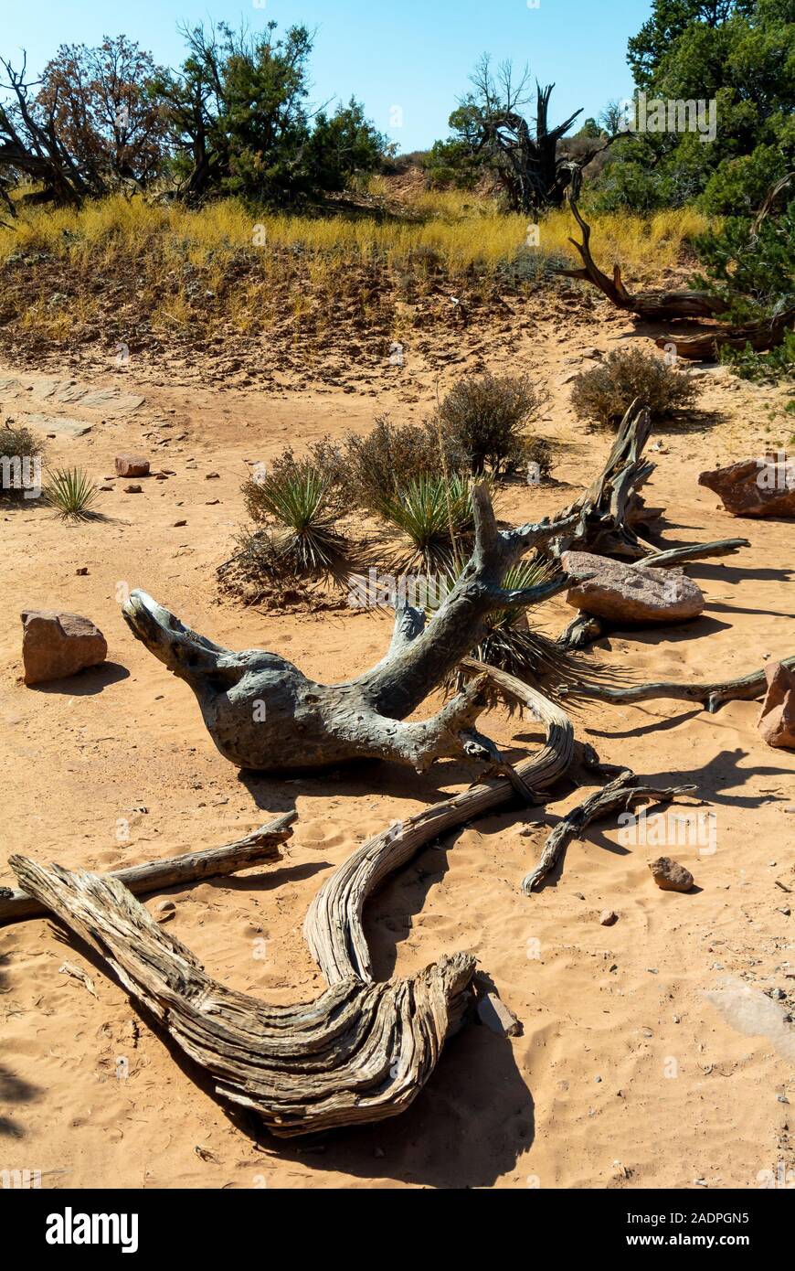 Moab, Utah/USA, 9. Oktober 2019: Tote Bäume in der Wüste der CANYONLANDS NATIONAL PARK Stockfoto