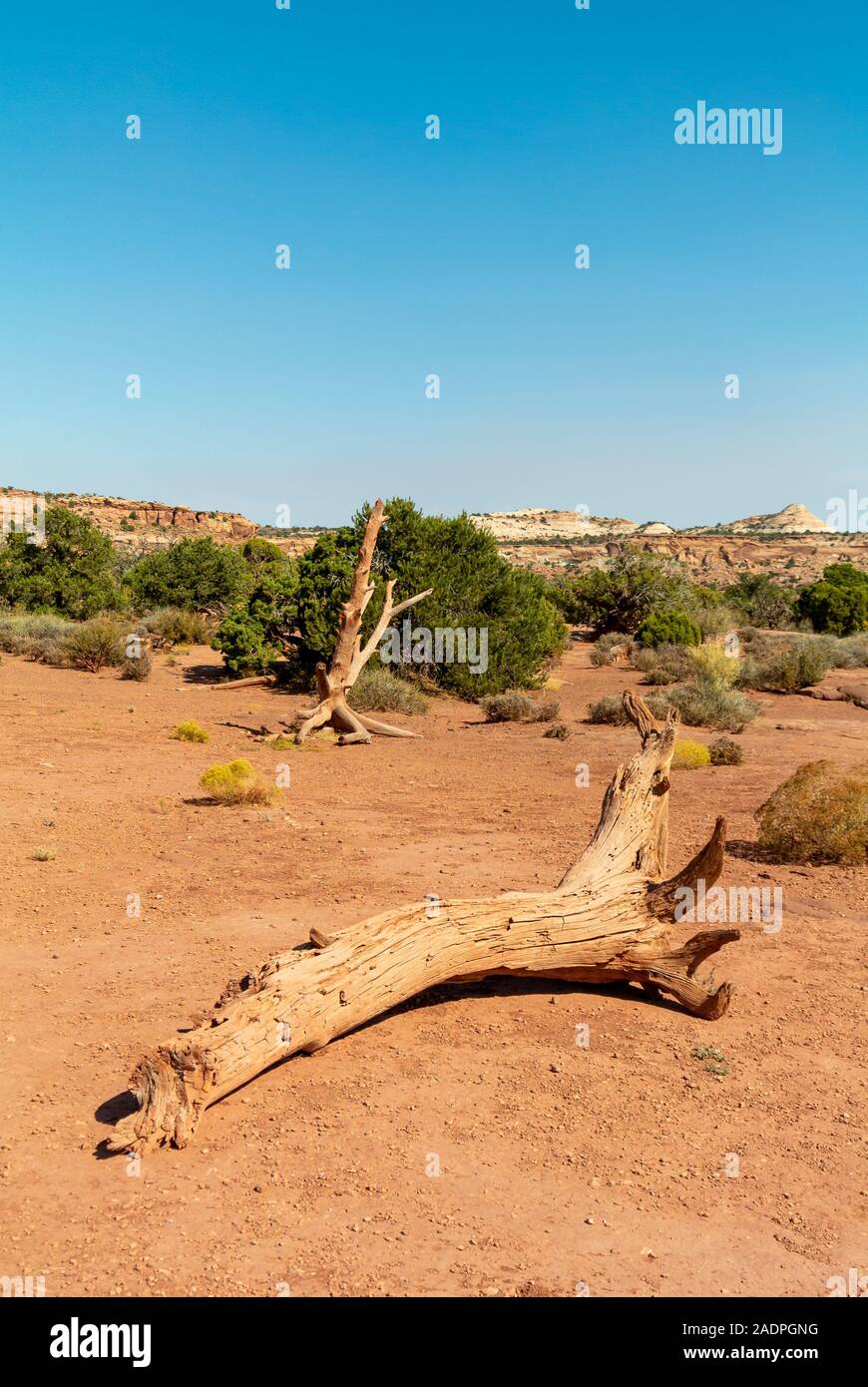 Moab, Utah/USA, 9. Oktober 2019: Tote Bäume in der Wüste der CANYONLANDS NATIONAL PARK Stockfoto