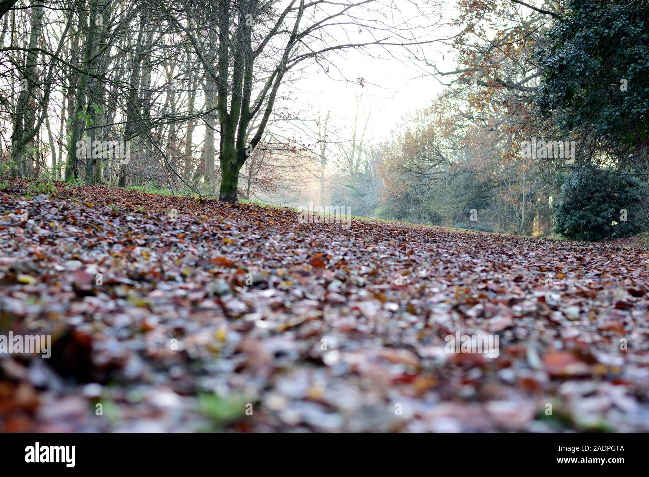 Erdgeschoss Blick auf den Park, mit braunen Blätter und Bäume Stockfoto