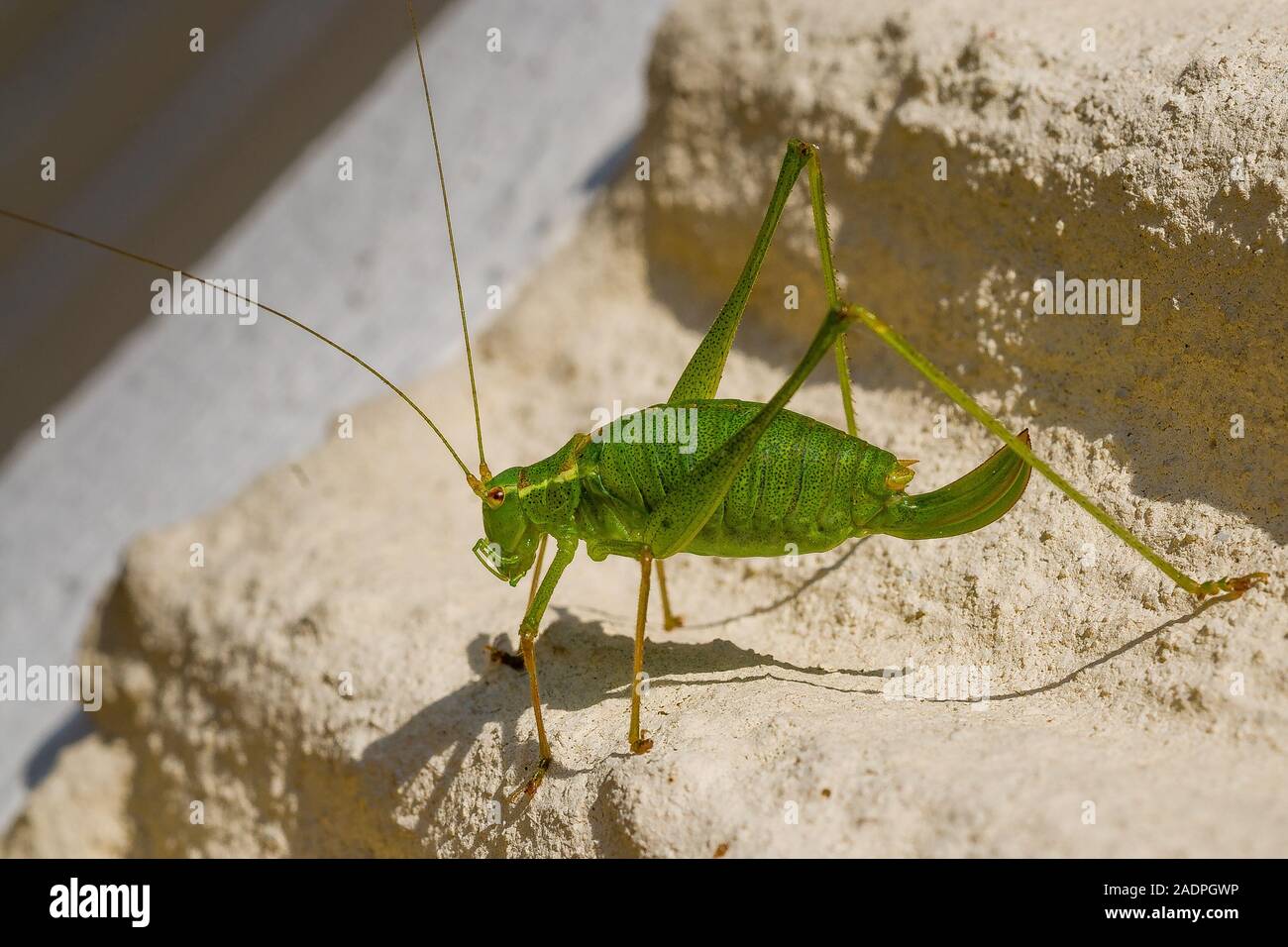 Punktierte Zartschrecke (Leptophyes punctatissima), Weibchen/gefleckt Bush Cricket, Weiblich Stockfoto