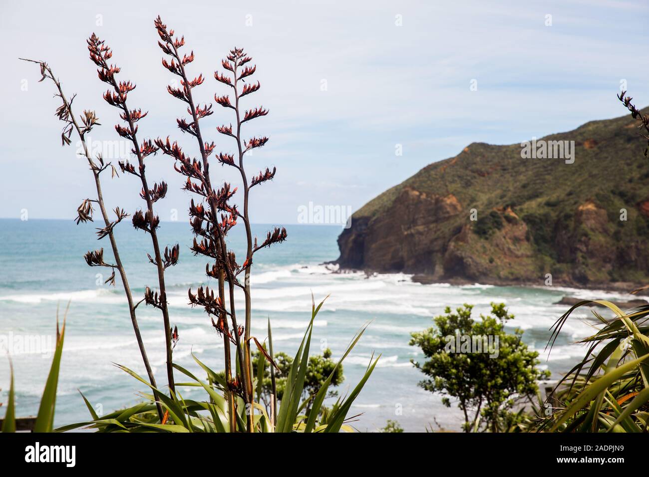 Bild an Bethells Beach, auf Aucklands Westküste, wobei der Schwerpunkt auf Strand Neuseelands Blumen. Stockfoto