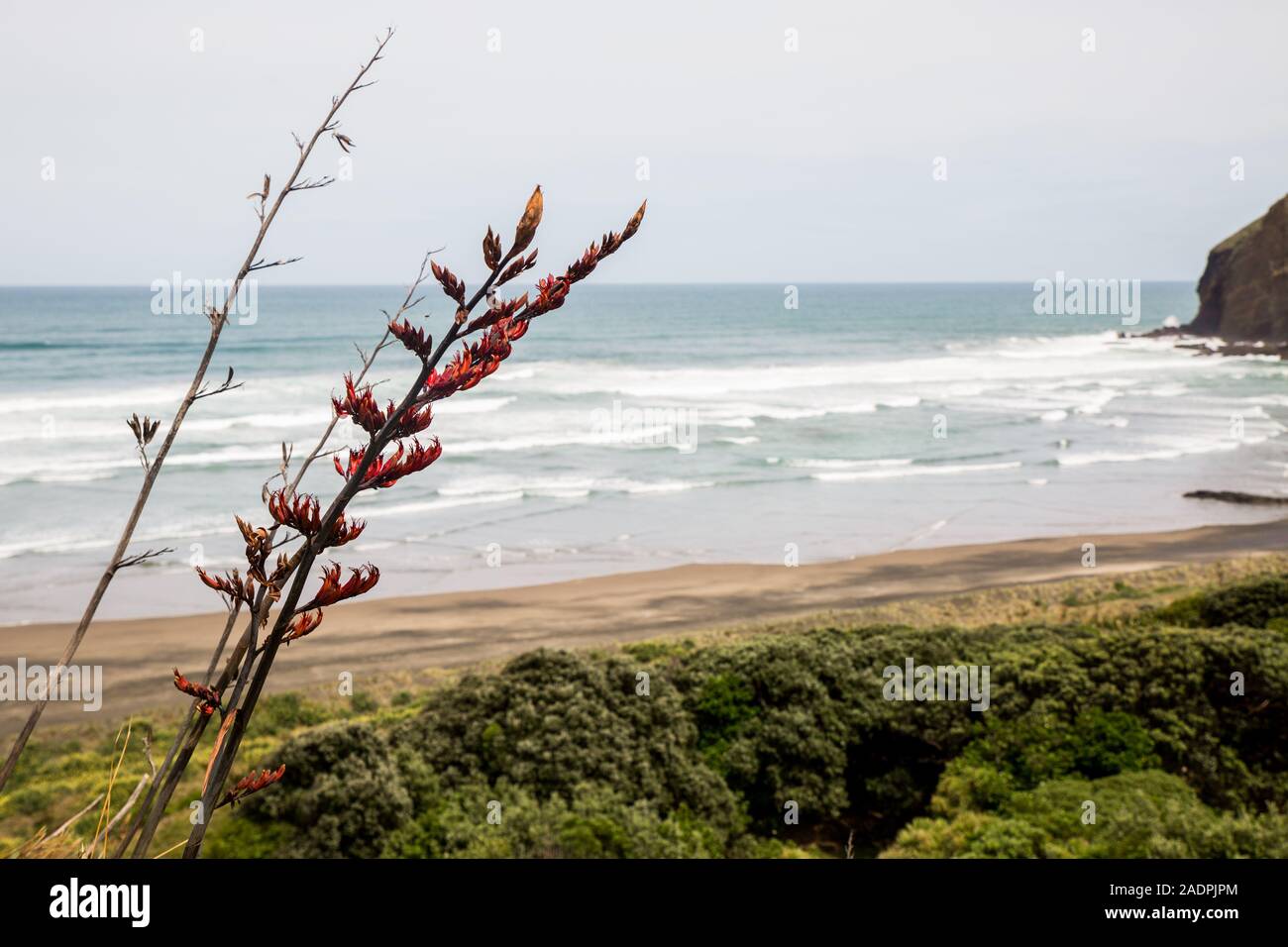 Bild an Bethells Beach, auf Aucklands Westküste, wobei der Schwerpunkt auf Strand Neuseelands Blumen. Stockfoto