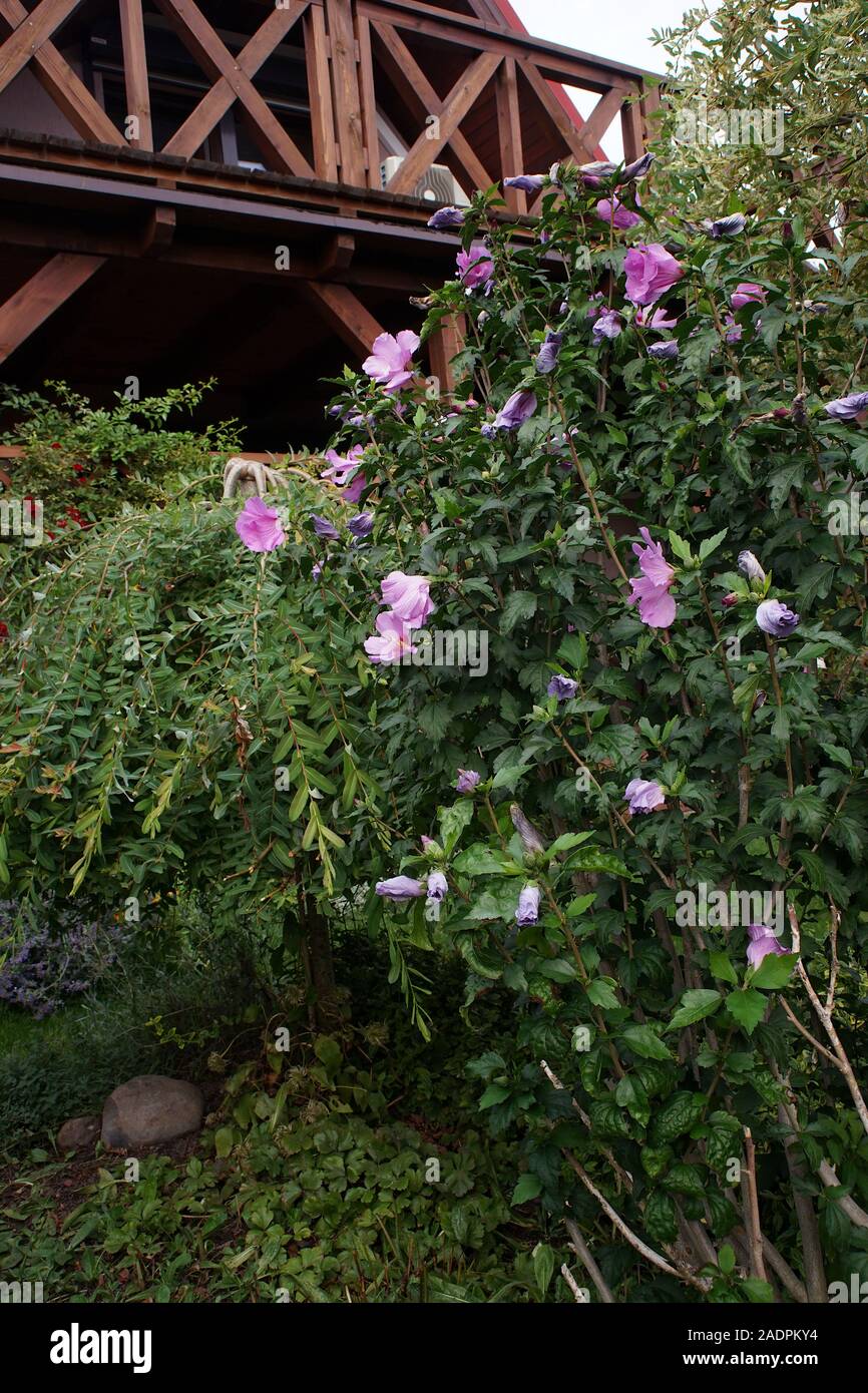 Blumen im Garten Stockfoto