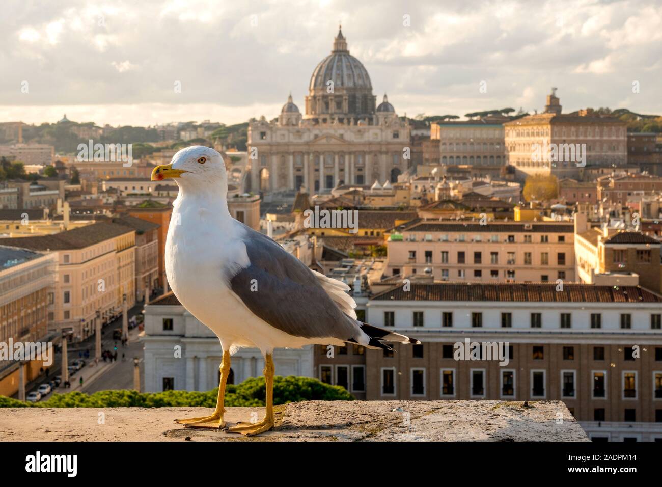 Gelbe legged Gull (Larus michahellis) mit Blick auf die Vatikanstadt Stockfoto