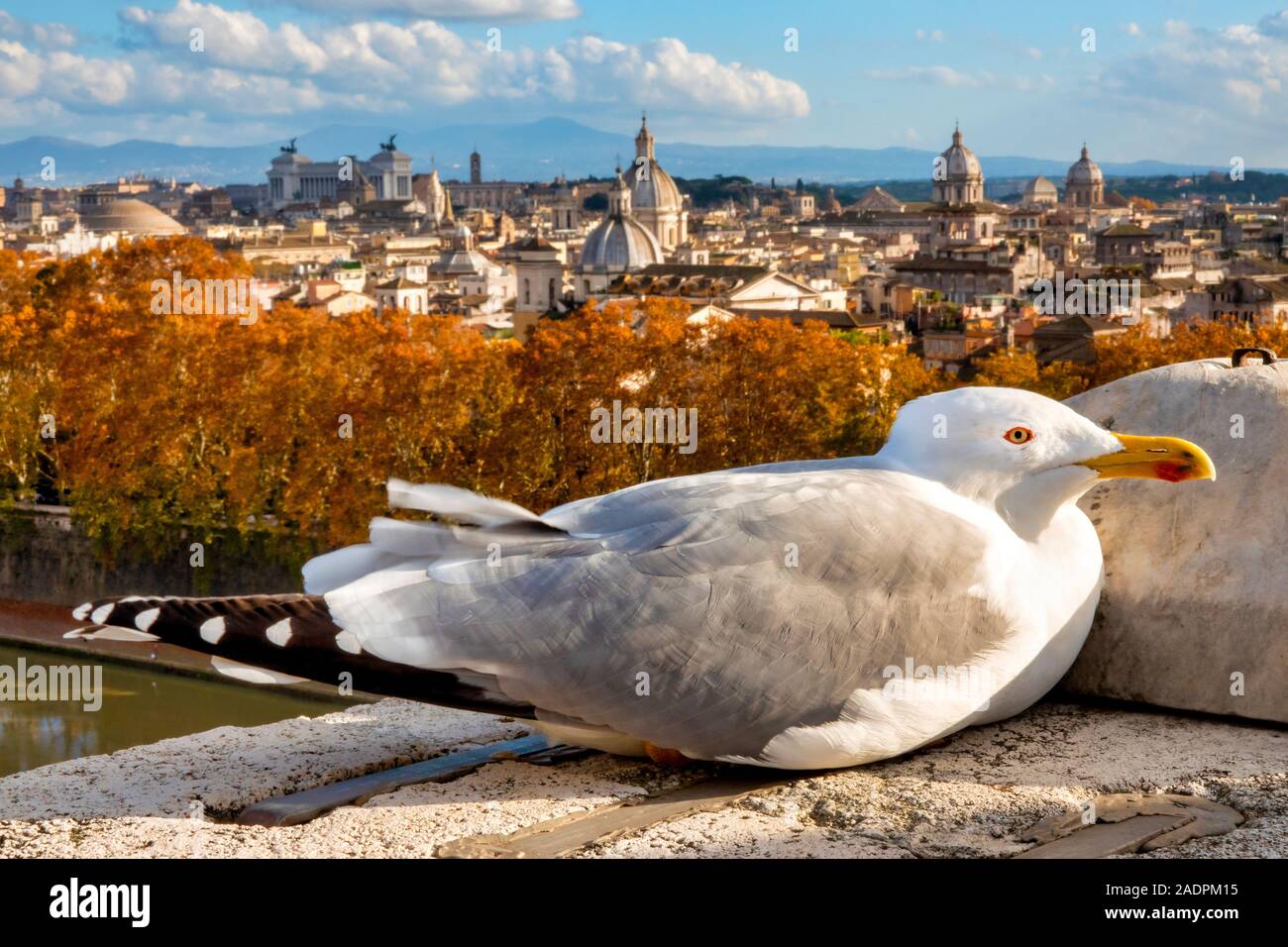 Gelbe legged Gull (Larus michahellis) mit Blick auf die Skyline Roms, Rom Italien Stockfoto