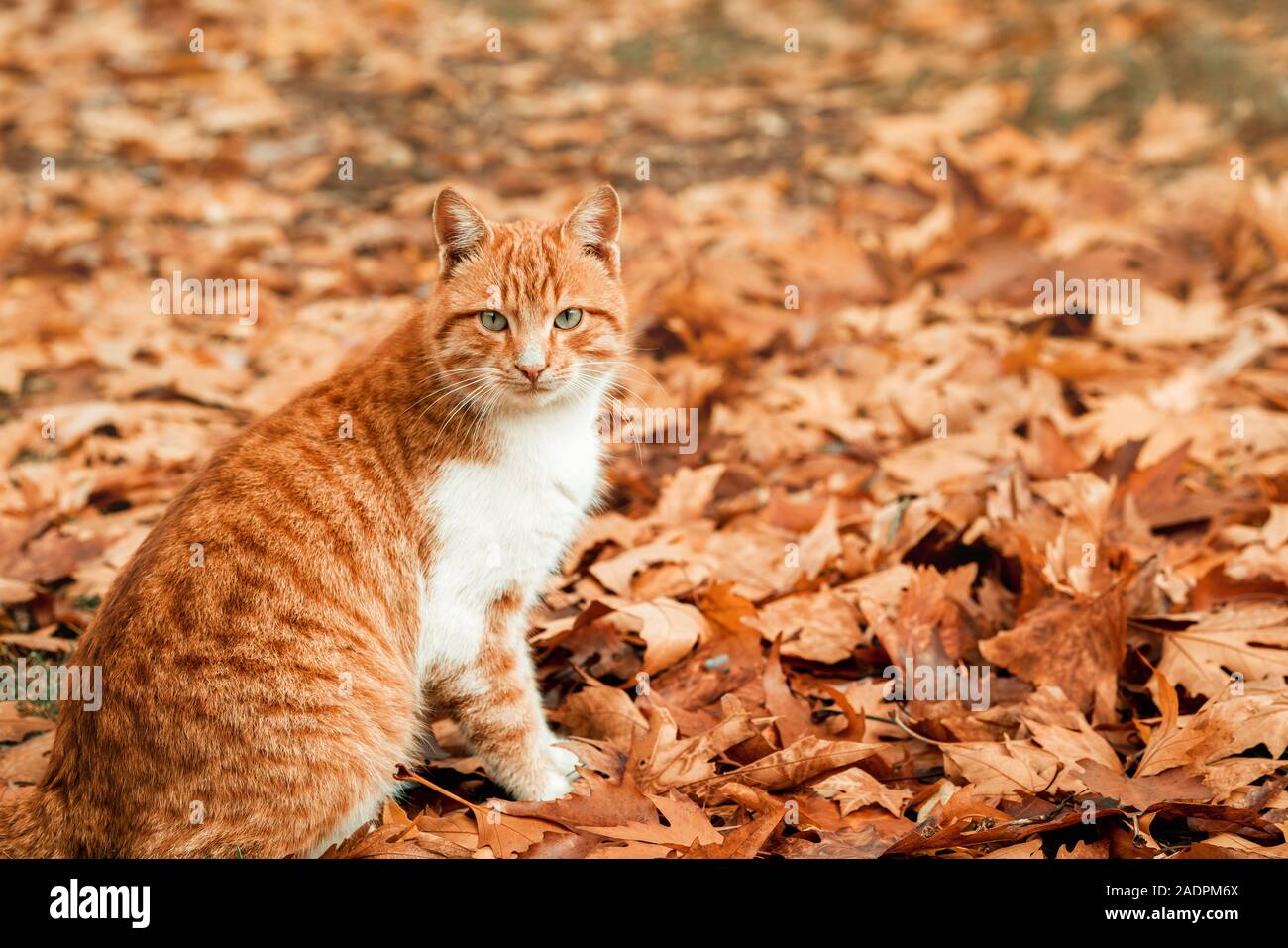 Eine liebenswerte Katze ist geniessen das schöne weahther im Herbst auf den Blättern. Stockfoto