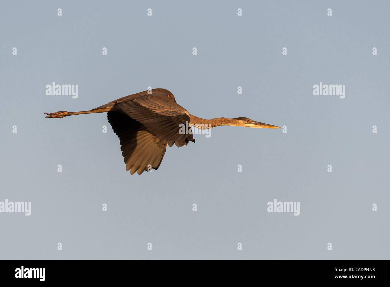 Große Blaue Reiher im Flug mit den warmen Glanz der Morgensonne Stockfoto