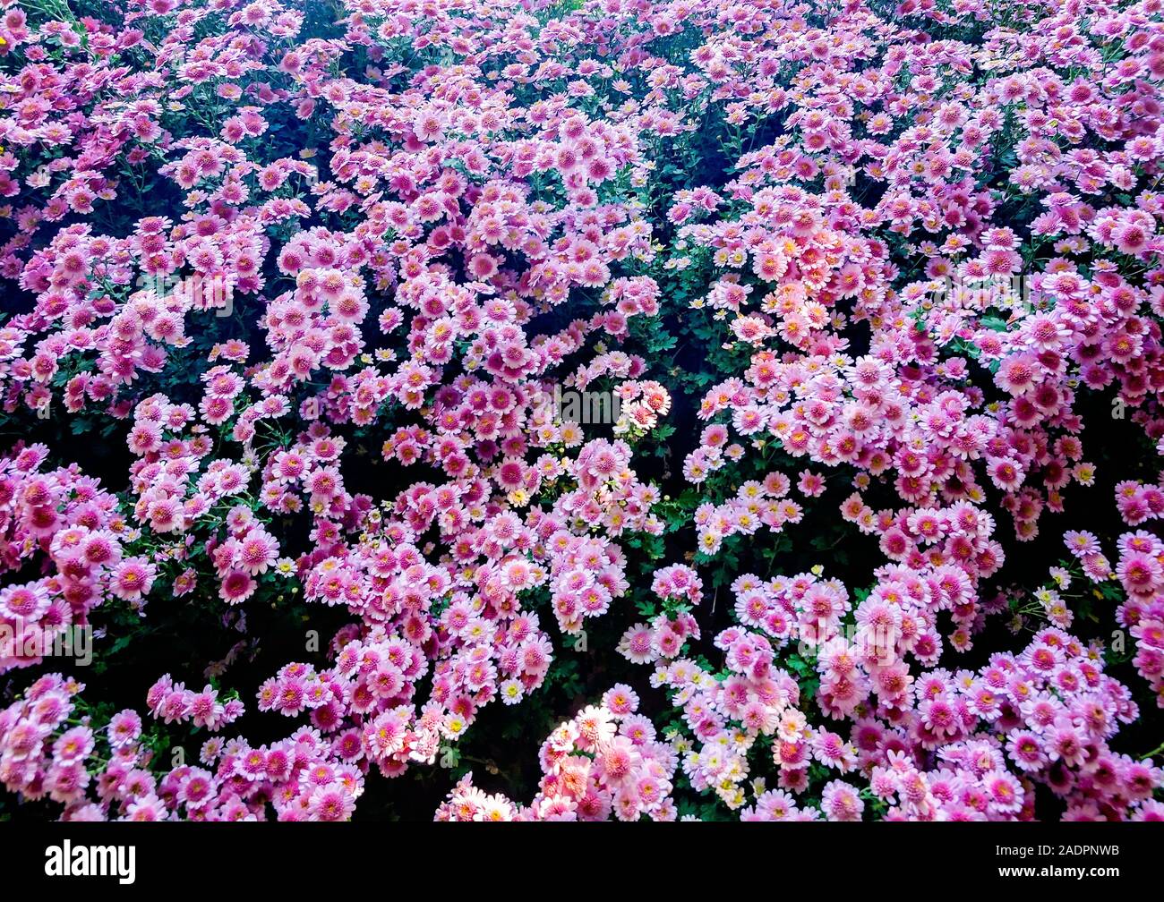 Rosa Fleece cascading Chrysanthemen sind in ein blumenbeet an Bellingrath Gardens angeordnet, November 24, 2019, Theodore, Alabama. Stockfoto