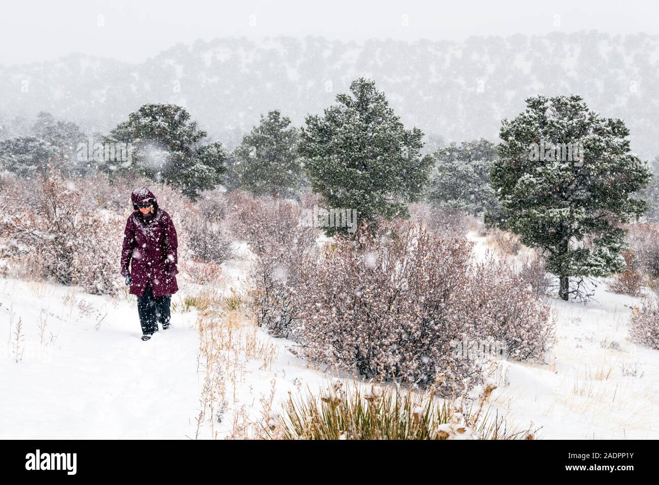 Einsame Frau wandern im Winter Schneesturm; wenig Rainbow Trail; Salida, Colorado, USA Stockfoto