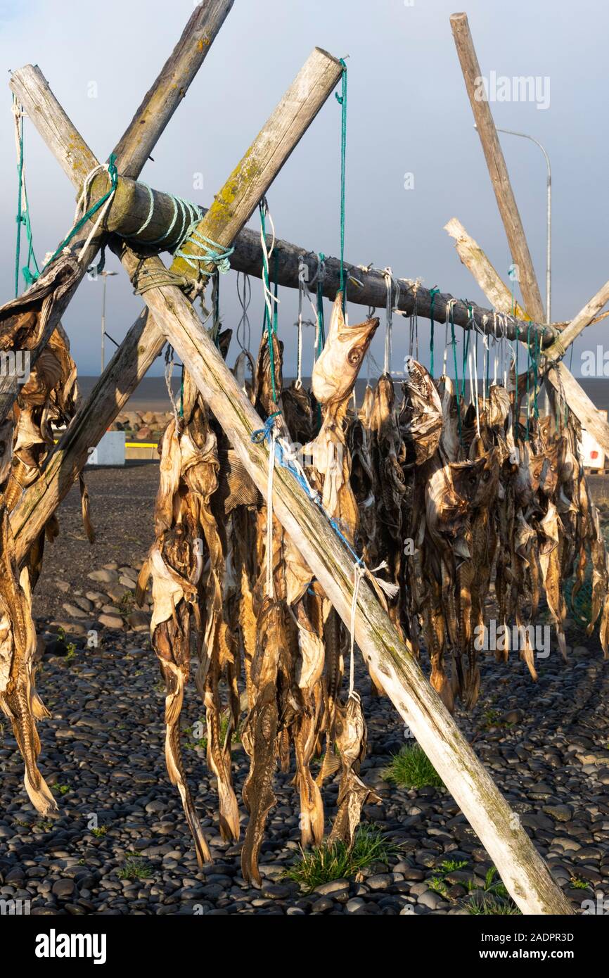 Fisch Wäscheständer, Pescara, Island Stockfoto