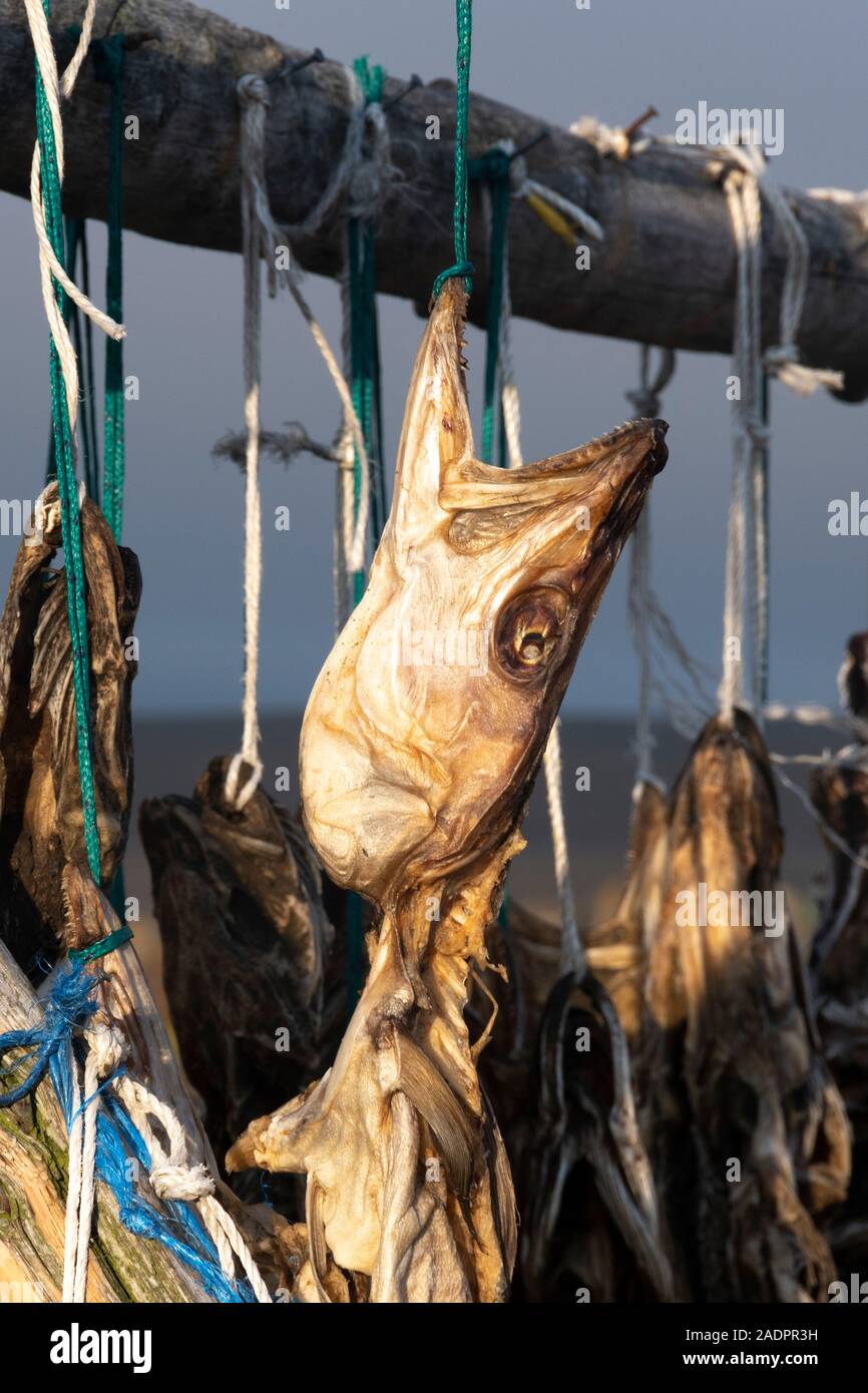 Fisch Wäscheständer, Pescara, Island Stockfoto