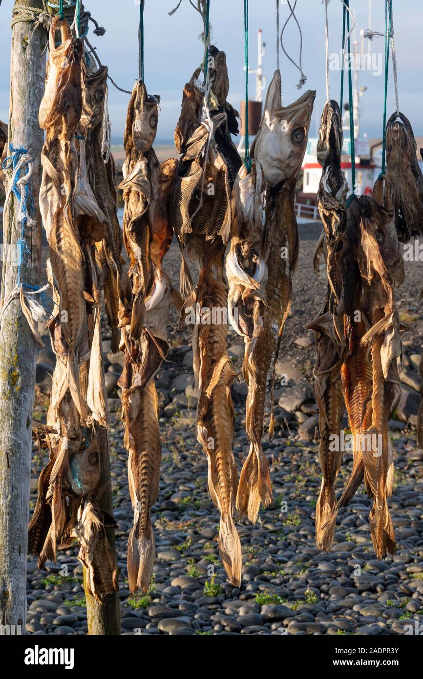 Fisch Wäscheständer, Pescara, Island Stockfoto