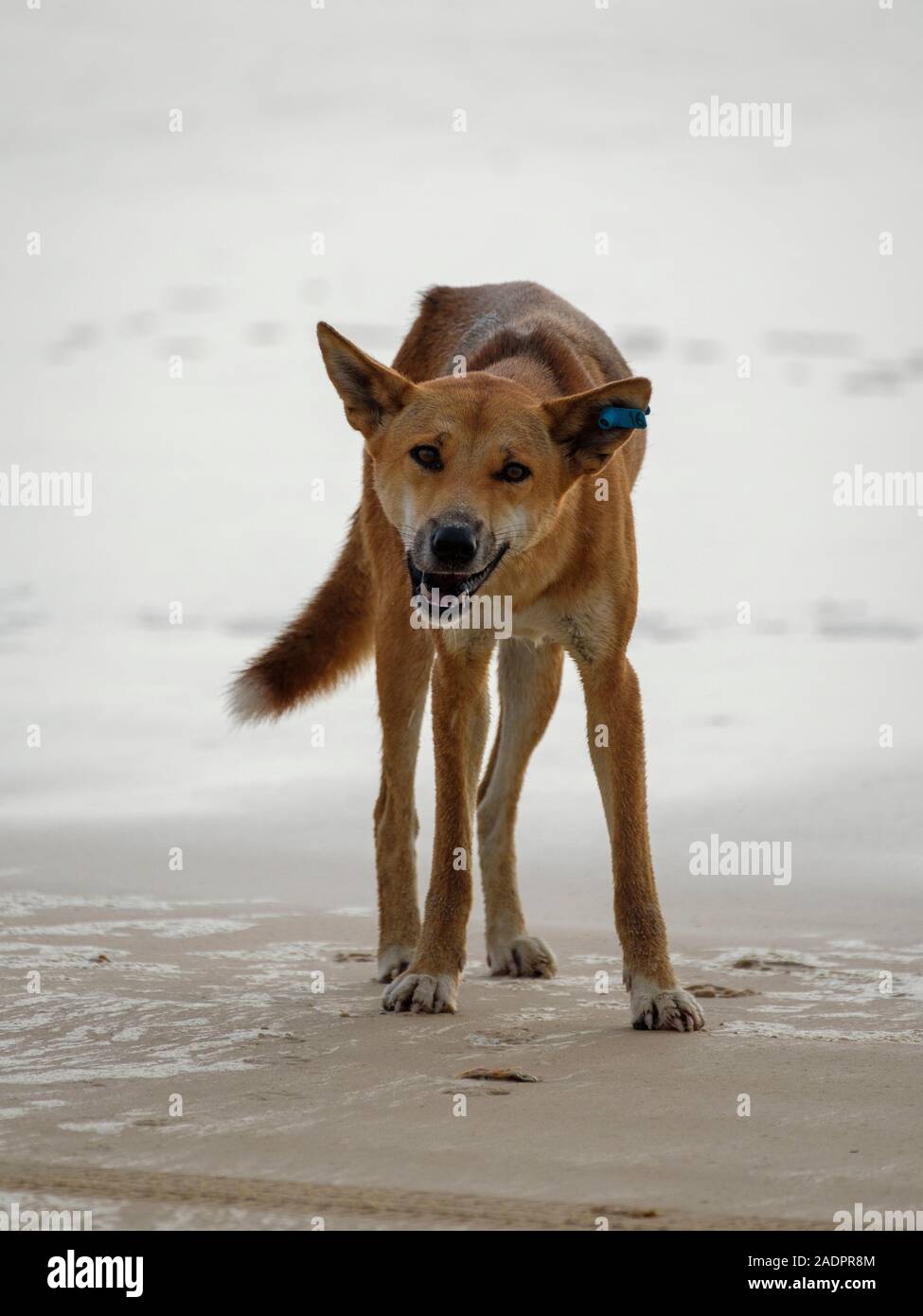 Dingo - Fraser Island Stockfoto