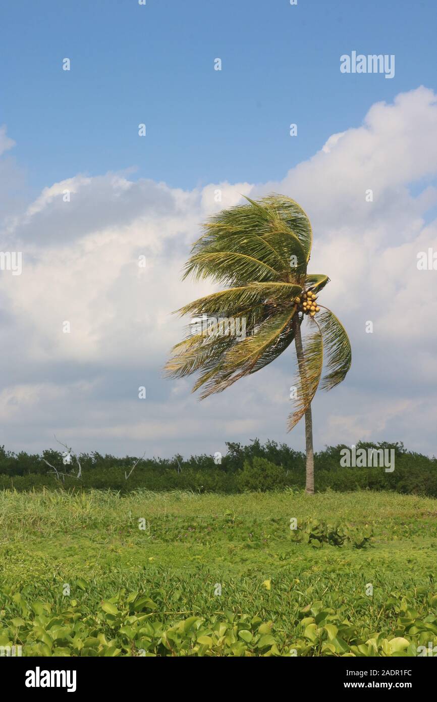 Palme in grüner Umgebung dauerhaft starke Winde Stockfoto