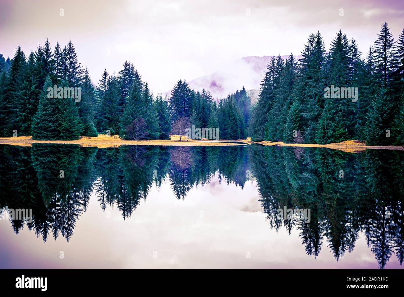 Fichten auf Salt Lake in der Nähe von amalga Hafen und Juneau, Alaska, USA wider. Stockfoto