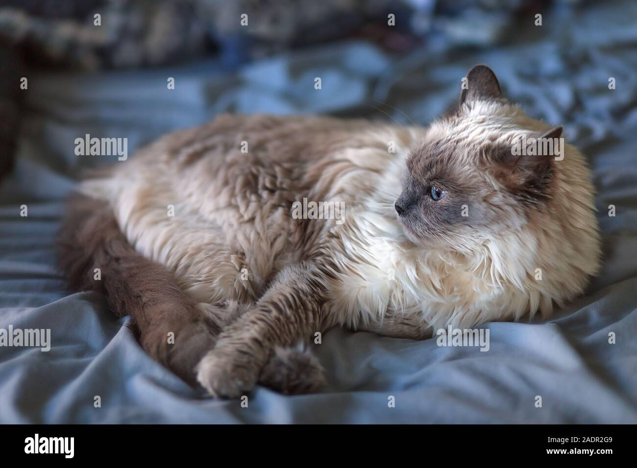 Weiblichen Langhaarigen Ragdoll Seal Point Katze lag auf einem Bett in einem Haus Stockfoto