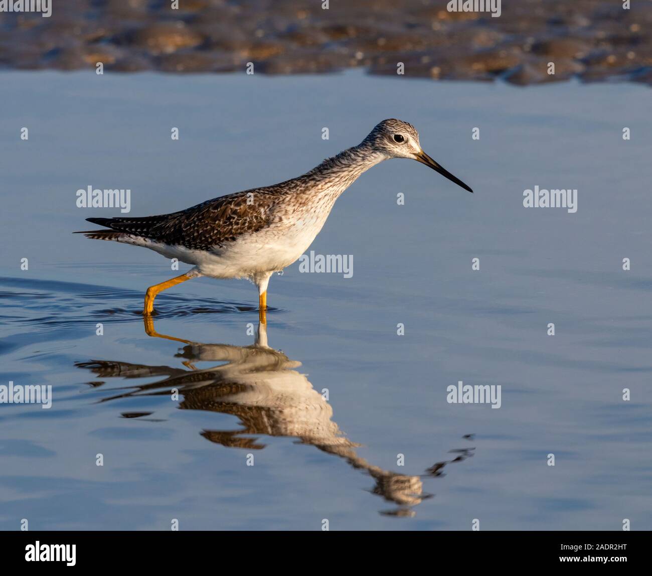 Mehr Yellowlegs (Tringa lalage) Ernährung im flachen Wasser entlang Ozean Küste, Galveston, Texas, USA. Stockfoto