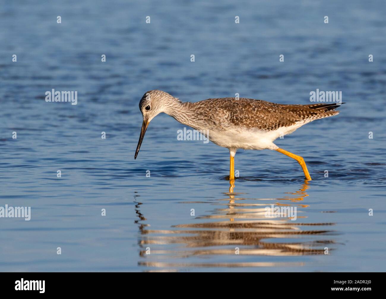 Mehr Yellowlegs (Tringa lalage) Ernährung im flachen Wasser entlang Ozean Küste, Galveston, Texas, USA. Stockfoto