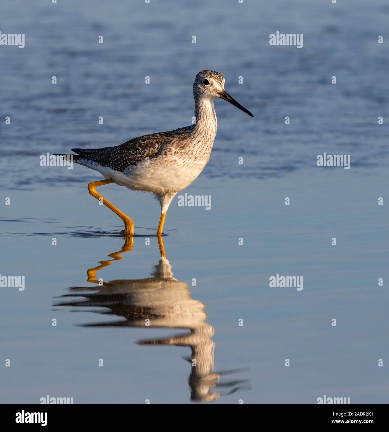 Mehr Yellowlegs (Tringa lalage) Ernährung im flachen Wasser entlang Ozean Küste, Galveston, Texas, USA. Stockfoto