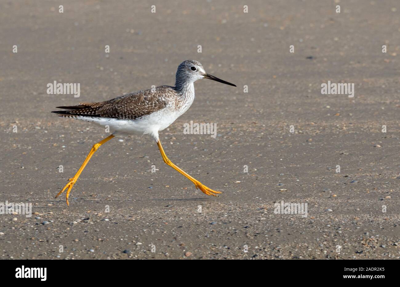 Mehr Yellowlegs (Tringa lalage) entlang der sandigen Strand, Galveston, Texas, USA. Stockfoto