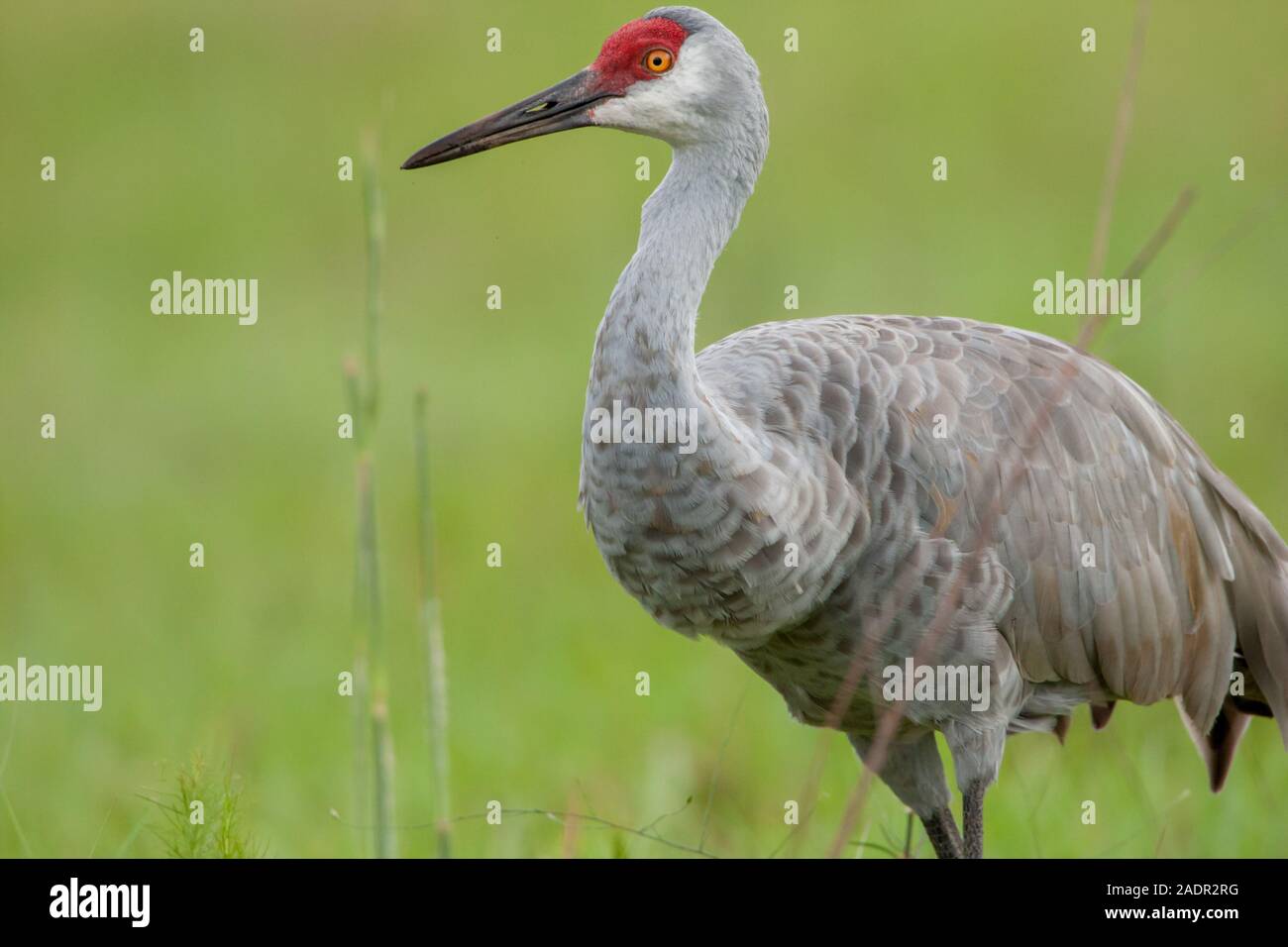 Eine Nahaufnahme der Sandhill Crane in ein grünes Feld. Stockfoto