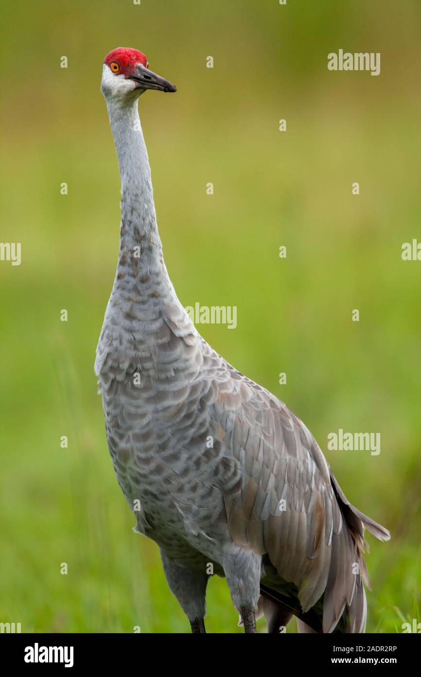 Ein einsamer Sandhill Crane suchen direkt in die Kamera. Stockfoto
