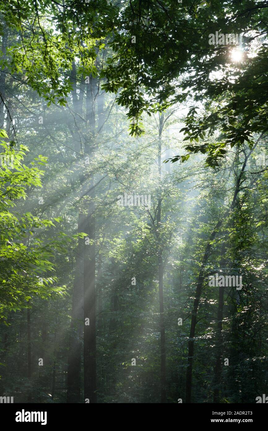 Morgen Sonnenstrahlen scheinen durch die Baumkronen. Stockfoto