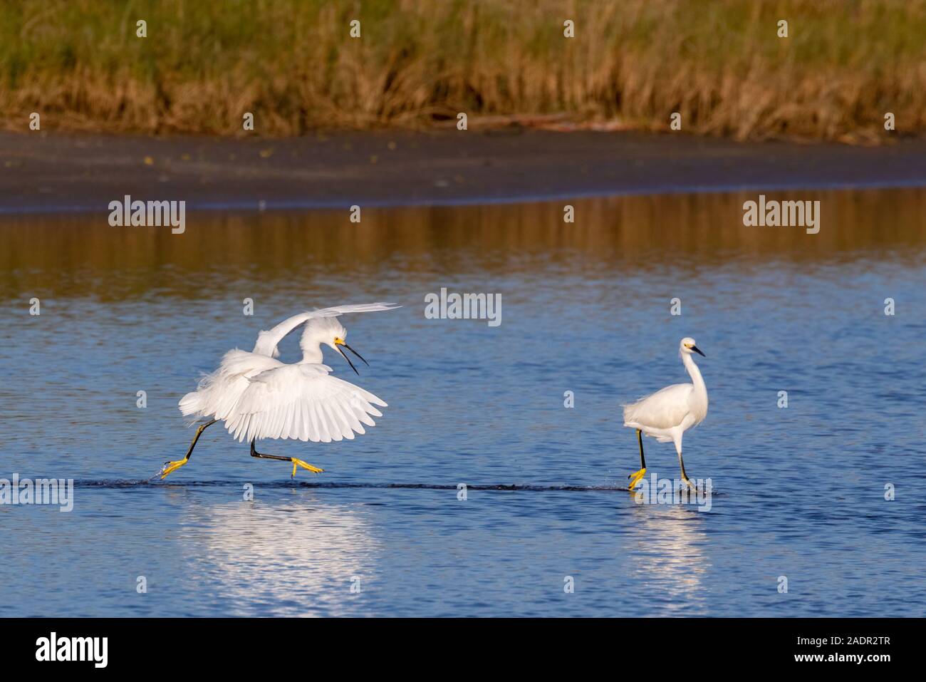 Snowy Egret (Egretta thula) eine andere jagen in Gezeiten Marsh, Galveston, Texas, USA Stockfoto