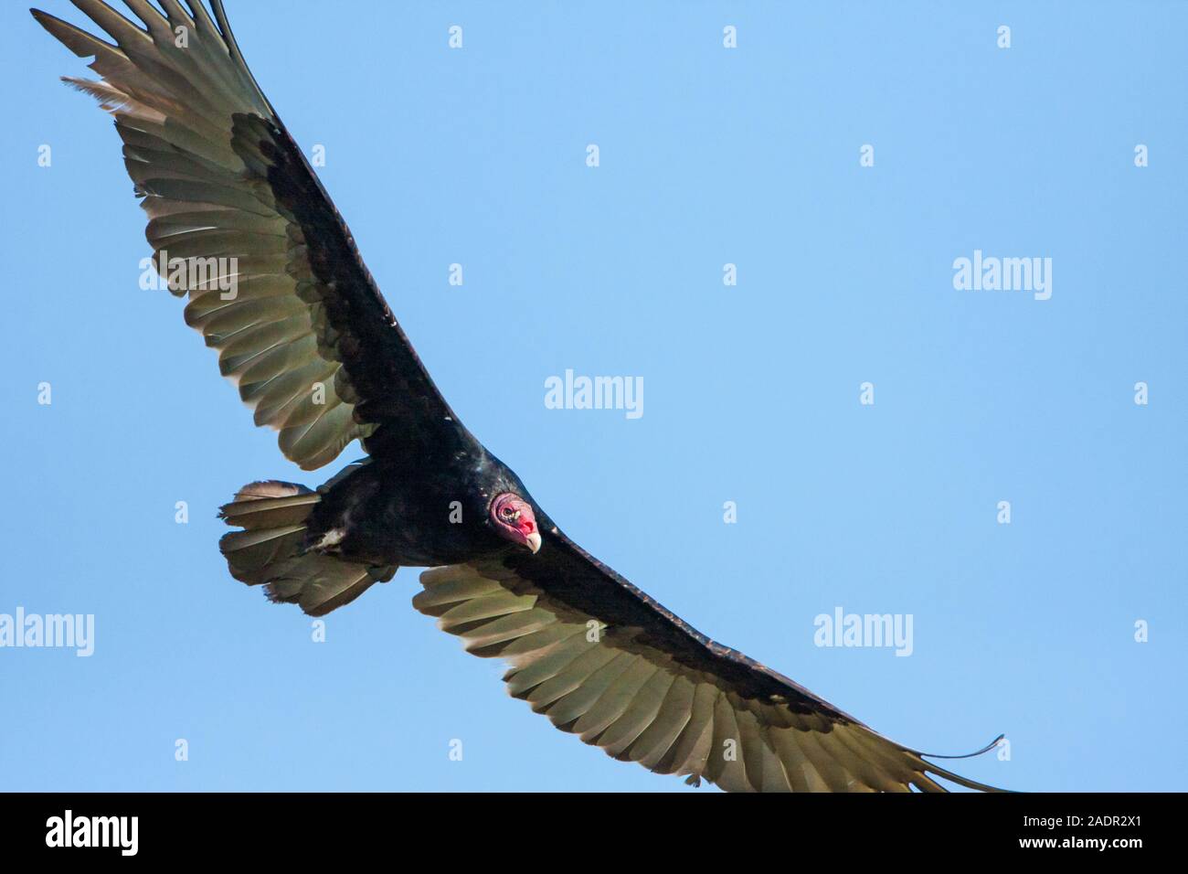 Grosser Truthahngeier Stockfotos Und Bilder Kaufen Alamy