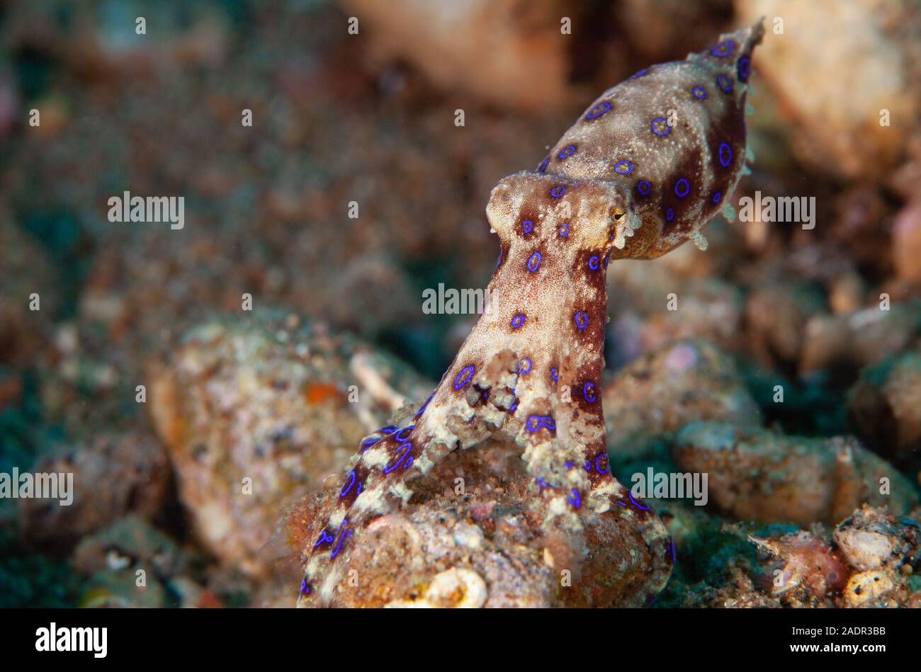 Eine giftige Blue Ringed Octopus klammert sich an einen Stein, aus dem klar hervorgeht, welche runder heller Ringe als Warnzeichen, Malapascua, Philippinen Stockfoto