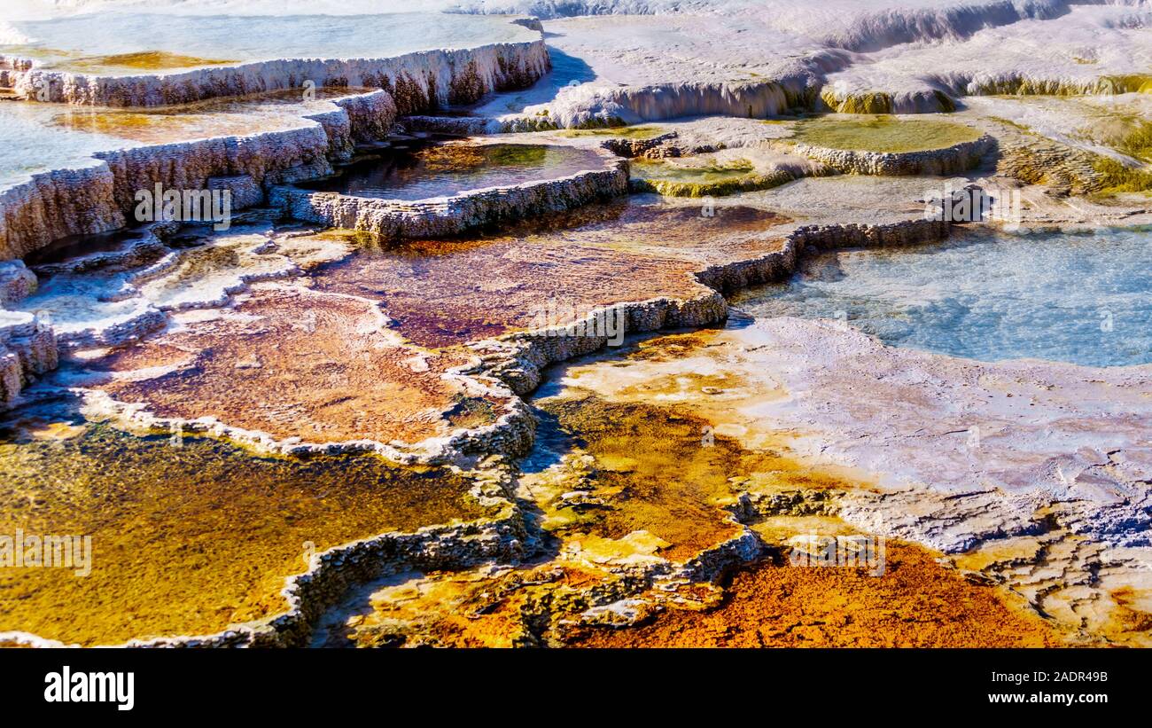 Braun Bakterien Matten im Wasser der Travertin Terrassen durch die Geysire auf der großen Terrasse in Mammoth Hot Springs, Yellowstone NP, WY, USA Stockfoto