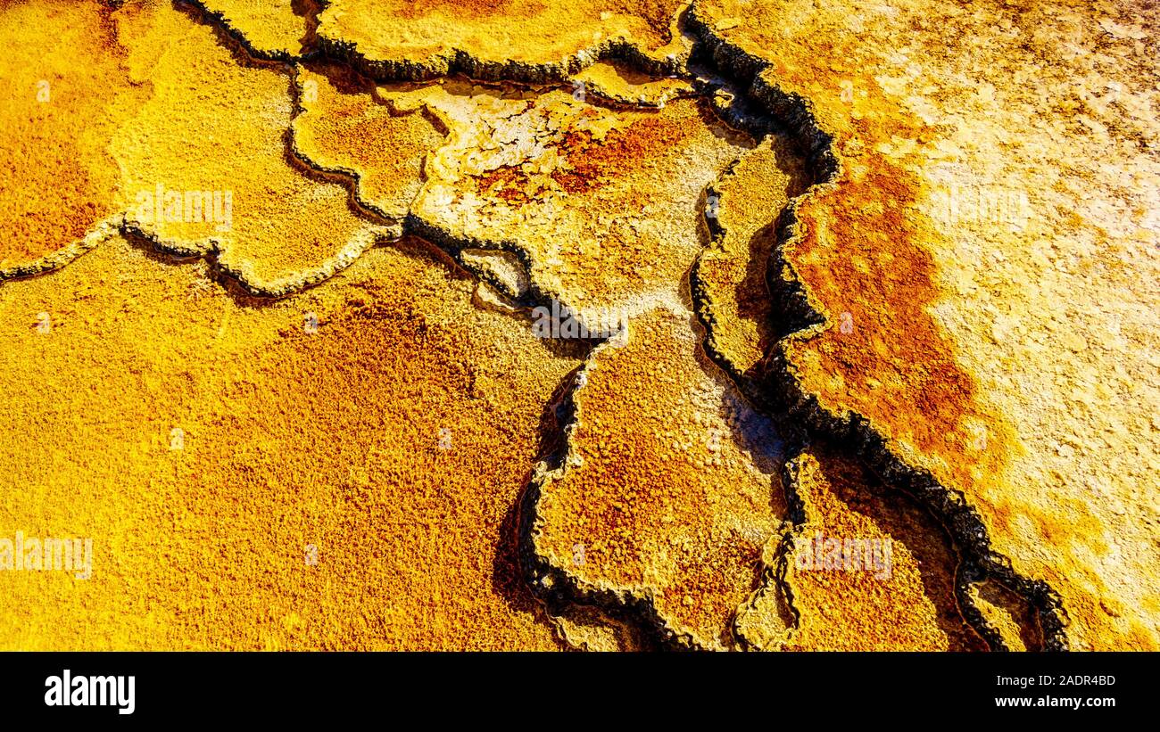 Braun Bakterien Matten im Wasser der Travertin Terrassen durch die Geysire auf der großen Terrasse in Mammoth Hot Springs, Yellowstone NP, WY, USA Stockfoto