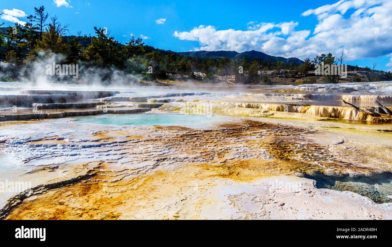 Kristallklares Wasser und braunen Bakterien Matten im Wasser der Travertin Terrassen von Geysiren in Mammoth Hot Springs, Yellowstone N.P., WY USA gebildet Stockfoto