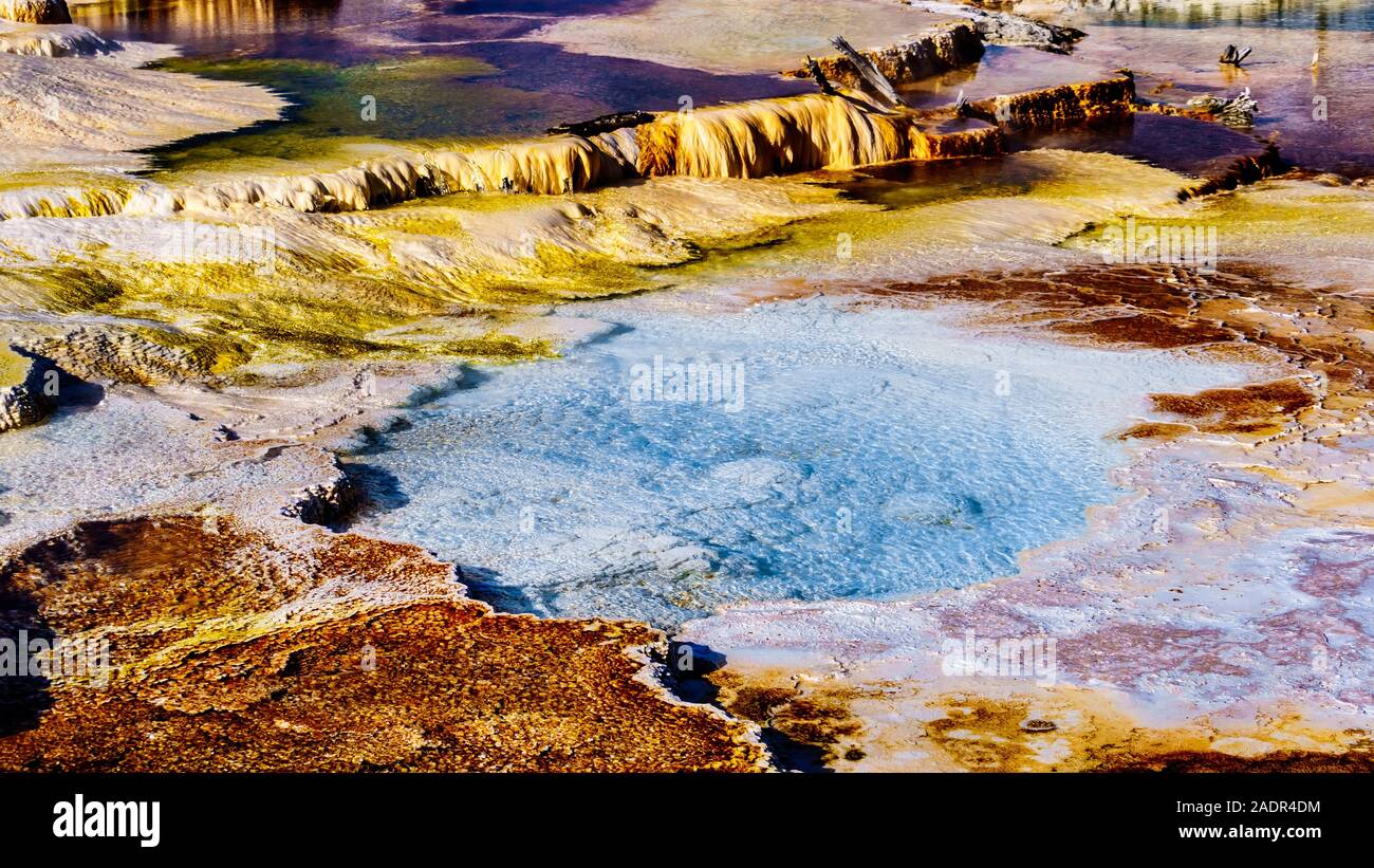 Kristallklares Wasser und braunen Bakterien Matten im Wasser der Travertin Terrassen von Geysiren in Mammoth Hot Springs, Yellowstone N.P., WY USA gebildet Stockfoto