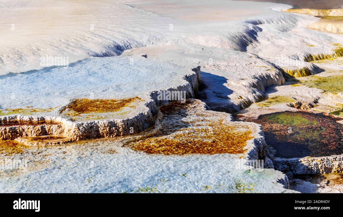 Kristallklares Wasser und braunen Bakterien Matten im Wasser der Travertin Terrassen von Geysiren in Mammoth Hot Springs, Yellowstone N.P., WY USA gebildet Stockfoto