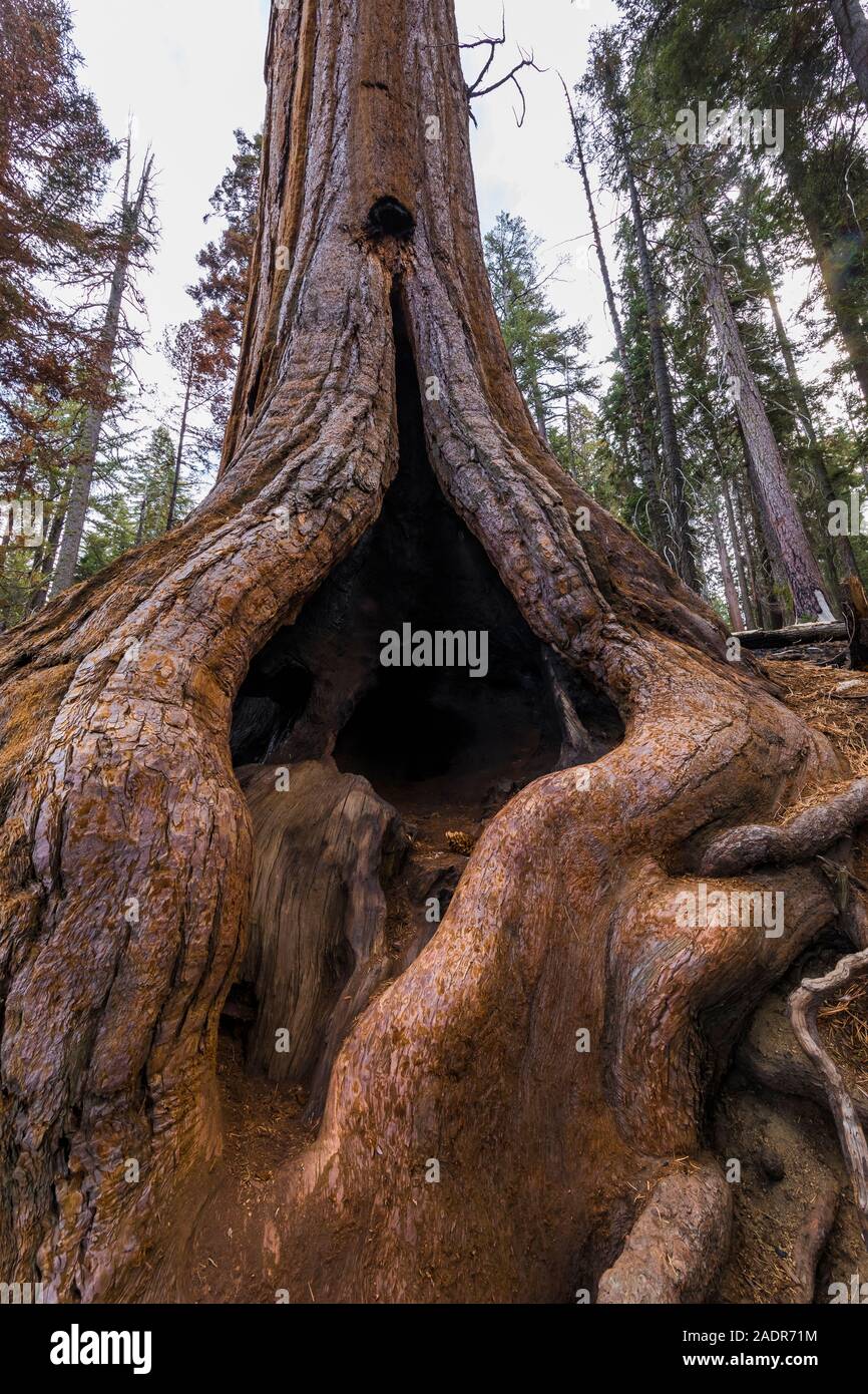 Hohle Giant Sequoia, sequoiadendron giganteum, entlang der riesigen Wald Wanderwege in der General Sherman Baum Bereich des Sequoia National Park, Kalifornien, U Stockfoto