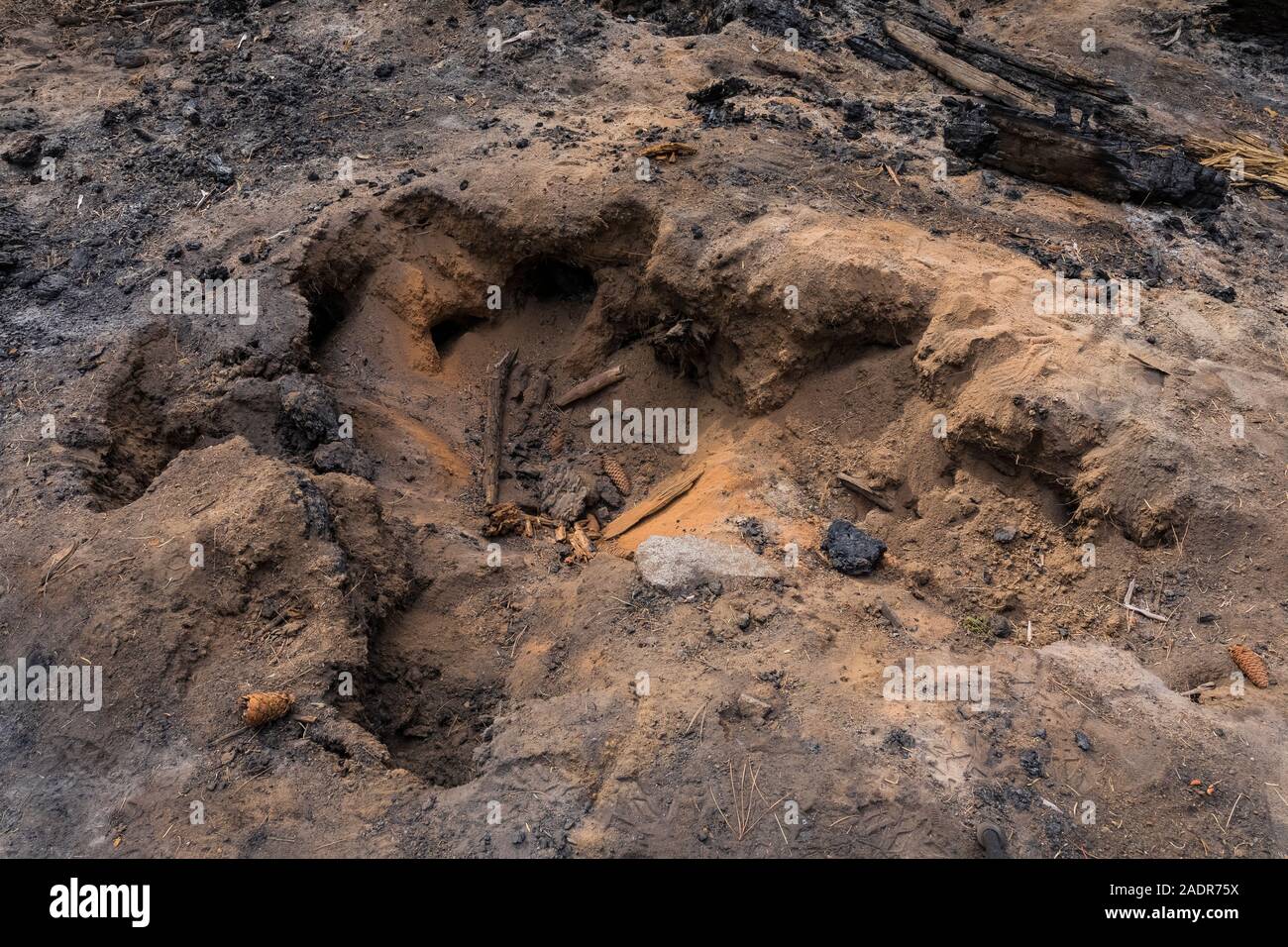 Baumstumpf brannte in die Wurzeln während einer vorgeschriebenen Brennen in der Sherman Baum Bereich des Sequoia National Park, Kalifornien, USA Stockfoto