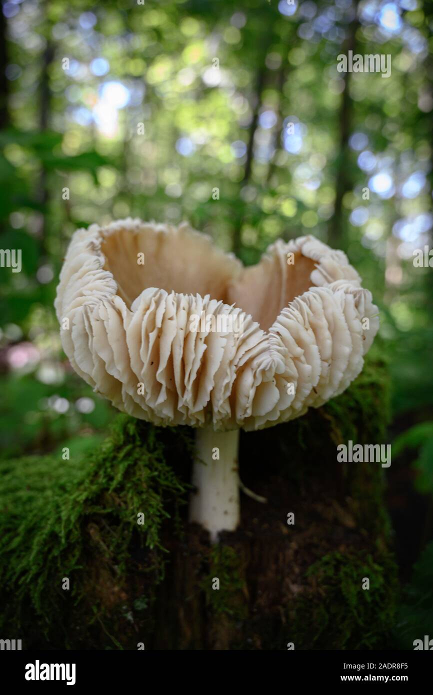 Wellen auf der Seite des Pilzes eingerollt und wachsen aus Bemoosten anmelden Stockfoto