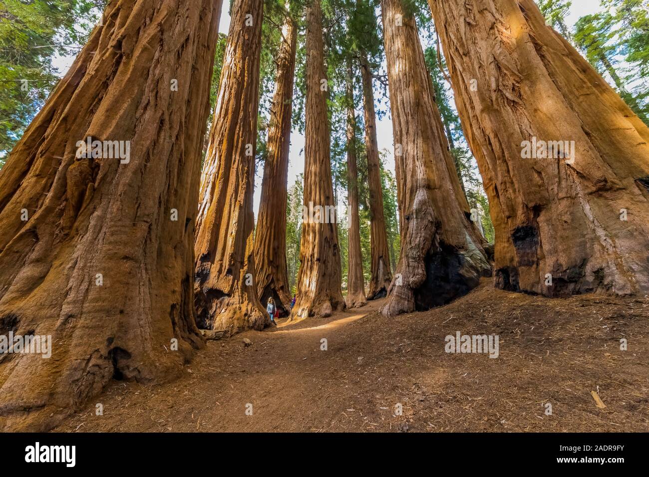 Riesige Mammutbaum, sequoiadendron giganteum, Bäume entlang der ...