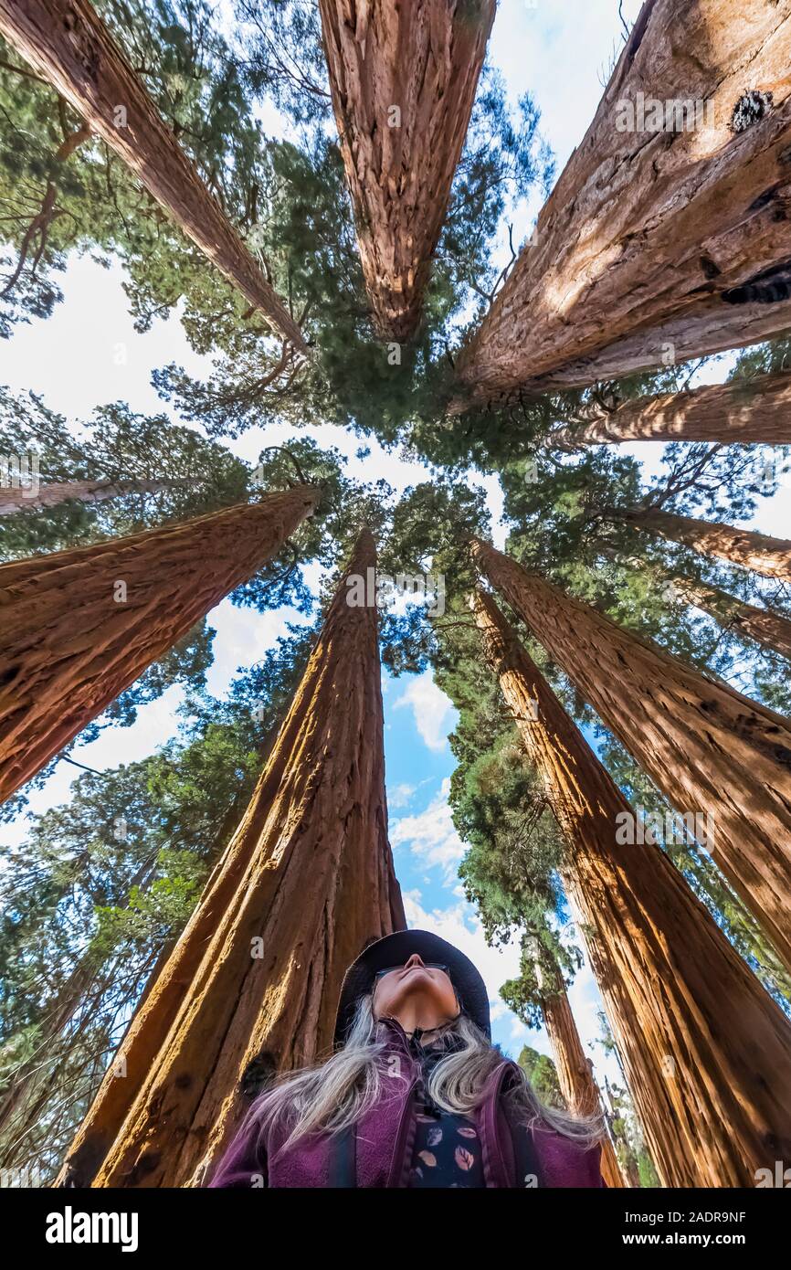 Karen Rentz, zwischen riesigen Mammutbaum, sequoiadendron giganteum, treesalong der Giant Forest Trails im Sequoia National Park, Kalifornien, USA Stockfoto