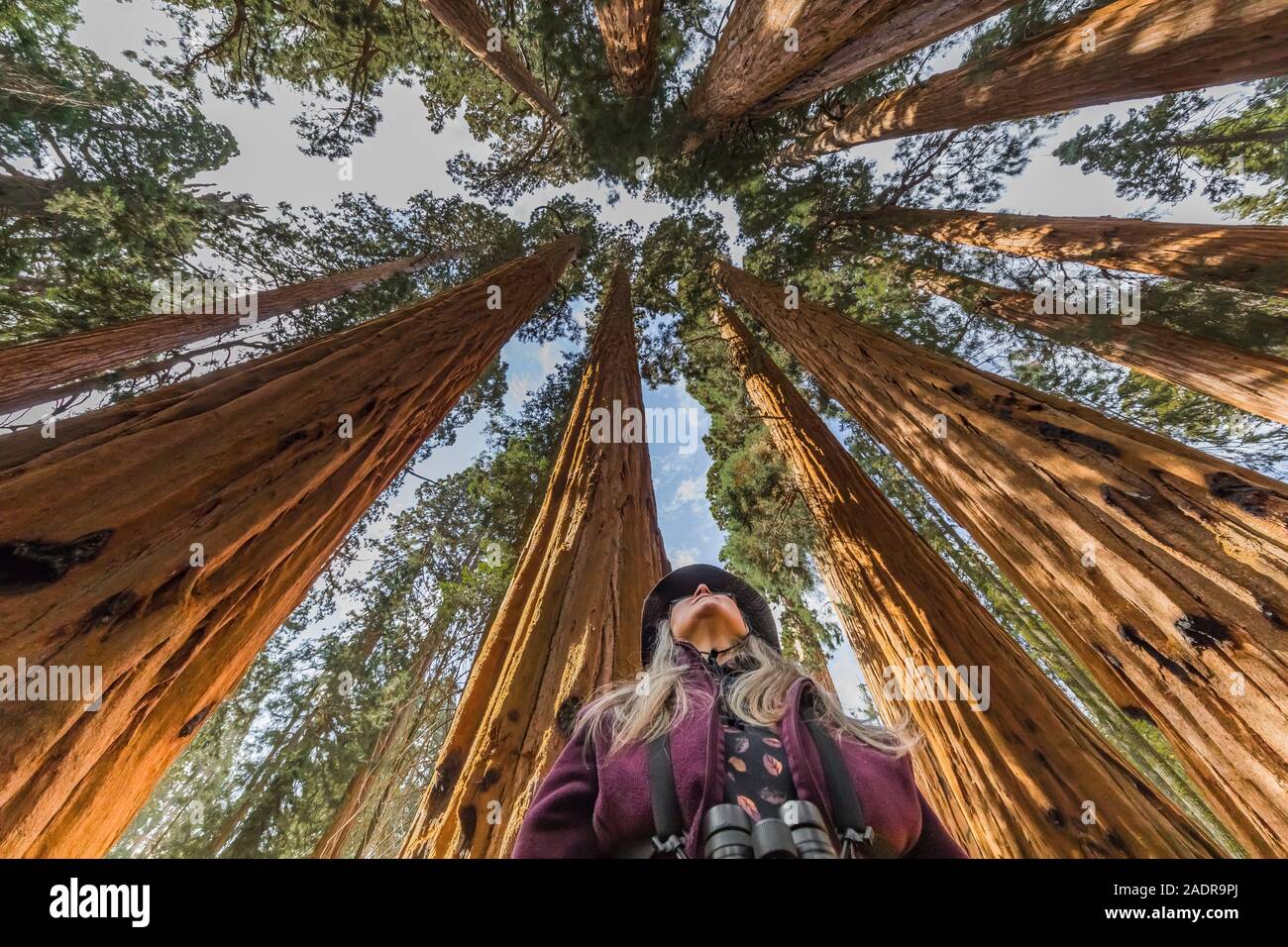 Karen Rentz, zwischen riesigen Mammutbaum, sequoiadendron giganteum, treesalong der Giant Forest Trails im Sequoia National Park, Kalifornien, USA Stockfoto
