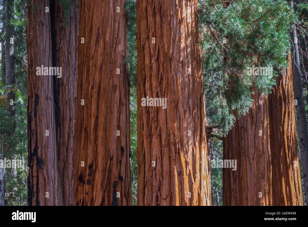 Riesige Mammutbaum, sequoiadendron giganteum, Grove in der General Sherman Baum Bereich des Sequoia National Park, Kalifornien, USA Stockfoto