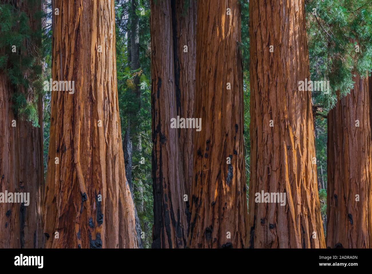 Riesige Mammutbaum, sequoiadendron giganteum, entlang der riesigen Wald Wanderwege in der General Sherman Baum Bereich des Sequoia National Park, Kalifornien, USA Stockfoto