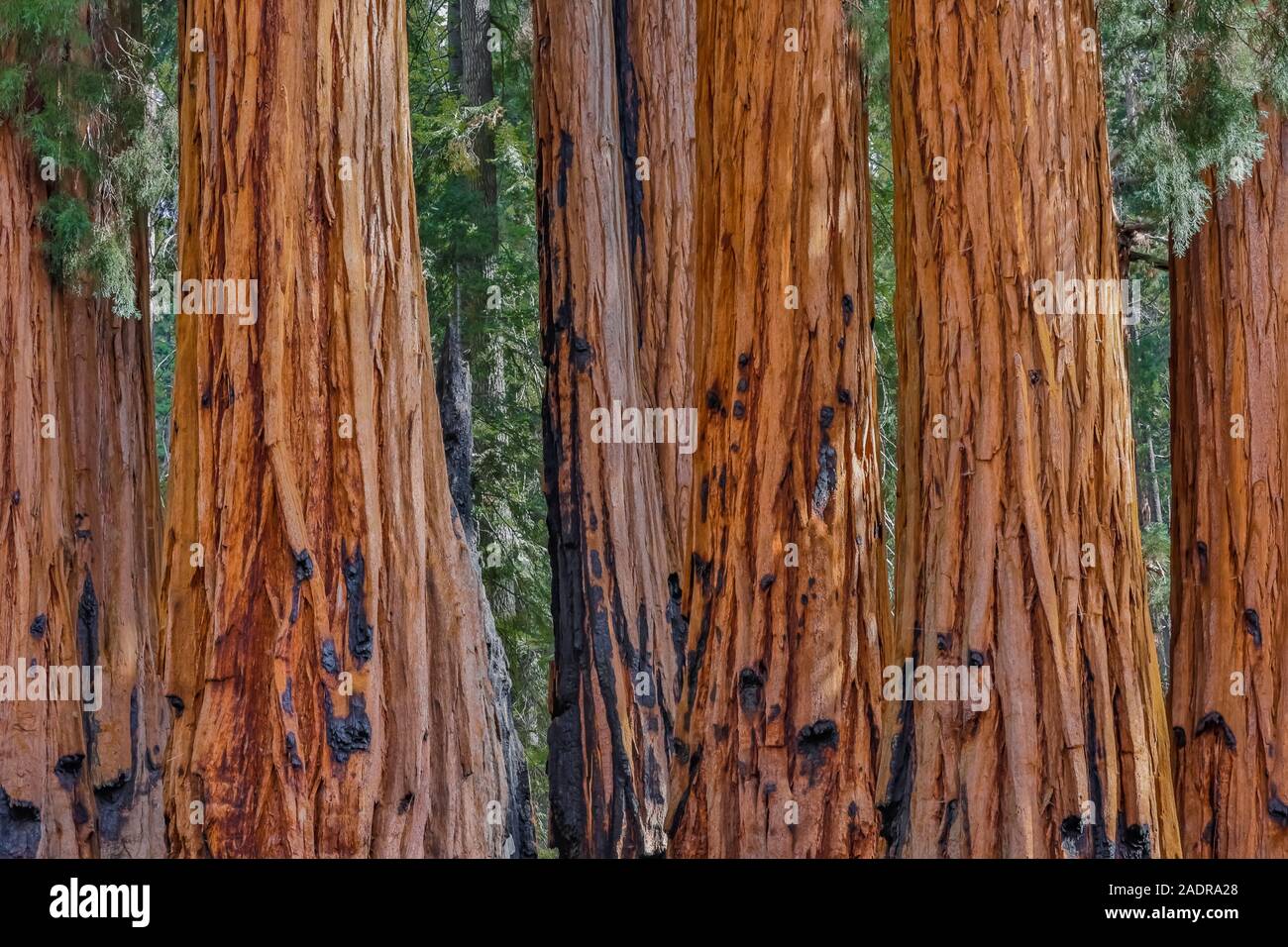 Riesige Mammutbaum, sequoiadendron giganteum, Grove in der General Sherman Baum Bereich des Sequoia National Park, Kalifornien, USA Stockfoto