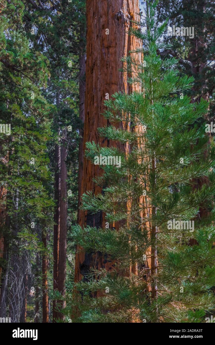Riesige Mammutbaum, sequoiadendron giganteum, Nadeln auf junge Bäume in der Sherman Baum Bereich des Sequoia National Park, Kalifornien, USA Stockfoto