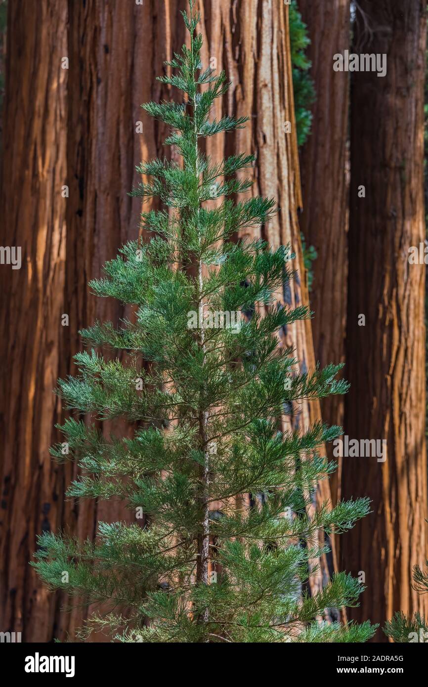 Riesige Mammutbaum, sequoiadendron giganteum, Nadeln auf junge Bäume in der Sherman Baum Bereich des Sequoia National Park, Kalifornien, USA Stockfoto