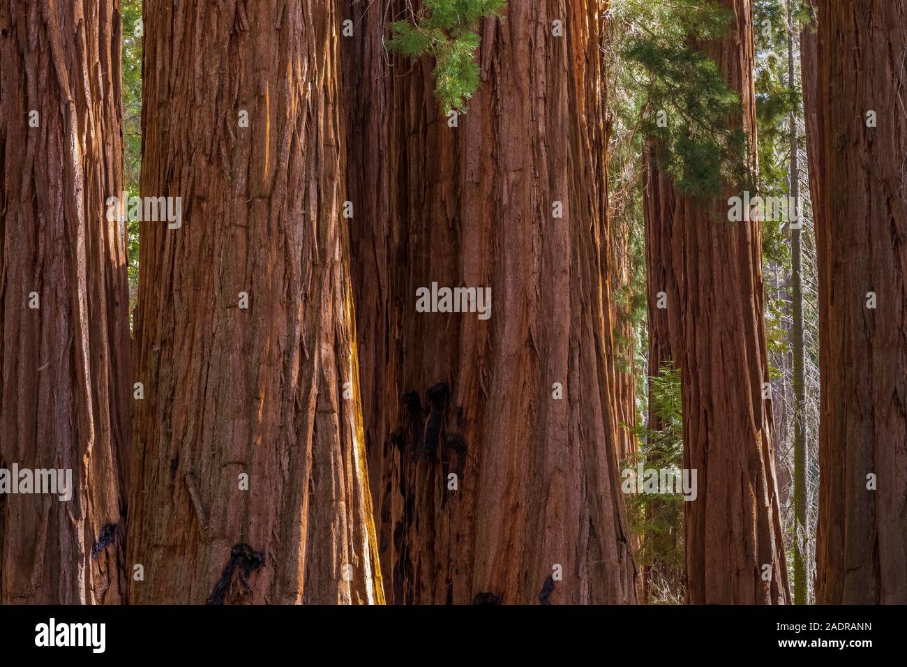 Riesige Mammutbaum, sequoiadendron giganteum, entlang der riesigen Wald Wanderwege in der General Sherman Baum Bereich des Sequoia National Park, Kalifornien, USA Stockfoto