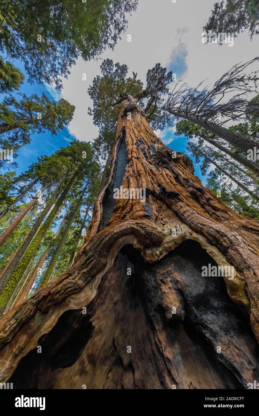Riesige Mammutbaum, sequoiadendron giganteum, Bäume im Grove in der Sherman Baum Bereich des Sequoia National Park, Kalifornien, USA Stockfoto
