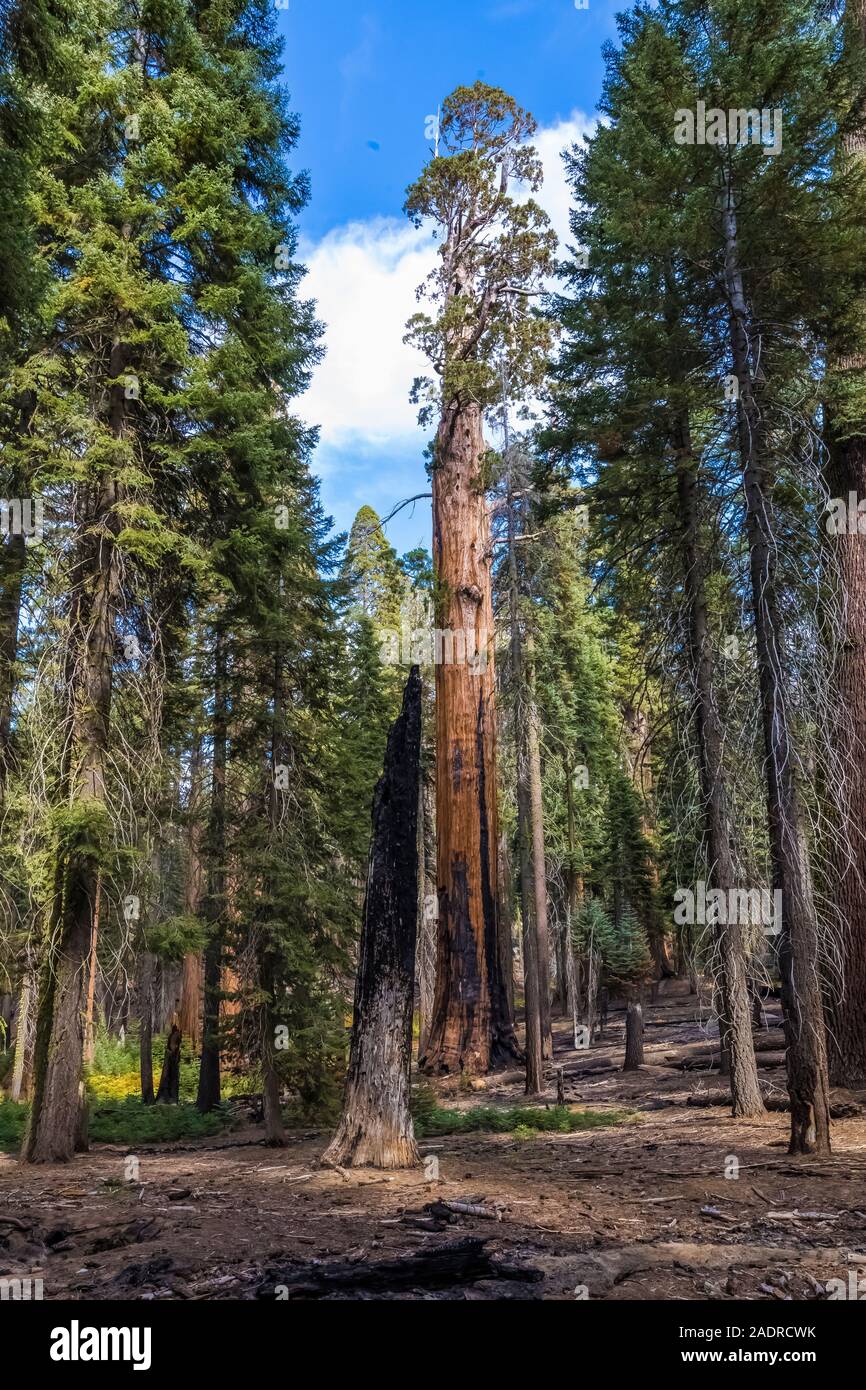 Riesige Mammutbaum, sequoiadendron giganteum, zeigen Anzeichen von Wildfire in der General Sherman Baum Bereich des Sequoia National Park, Kalifornien, USA Stockfoto