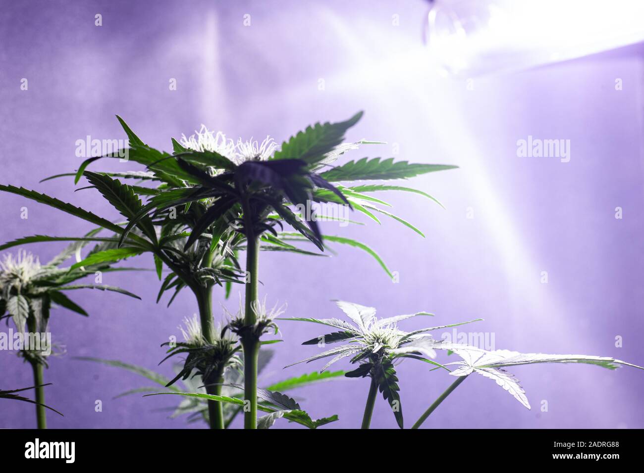 Anbau von Cannabis im Innenbereich unter künstlichem Licht Lampen. Anbau von Cannabis Konzept... Stockfoto